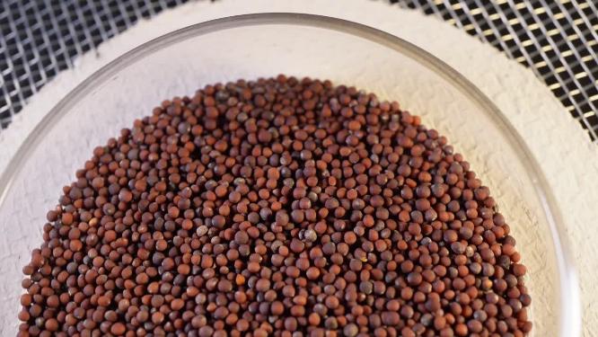 奶油小白菜四季青种子蔬菜种子农作物种菜蔬果种子