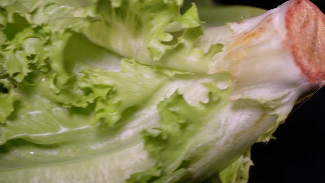 奶油生菜绿菜叶健康蔬菜