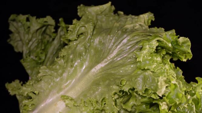 奶油生菜绿菜叶健康蔬菜