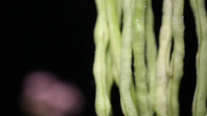 【镜头合集】悬挂的豆角扁豆