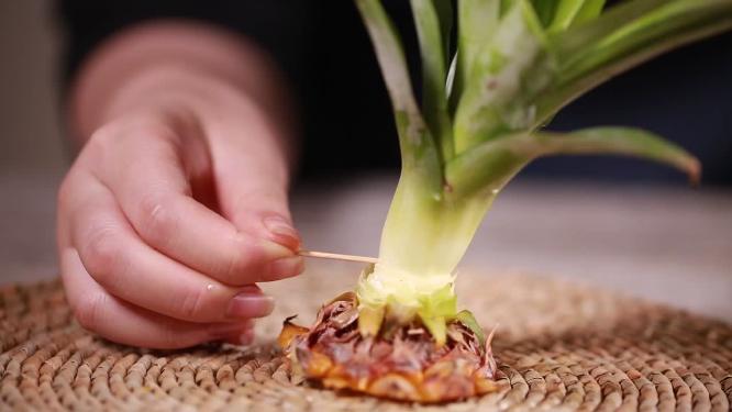 【镜头合集】拆分水果凤梨菠萝叶子