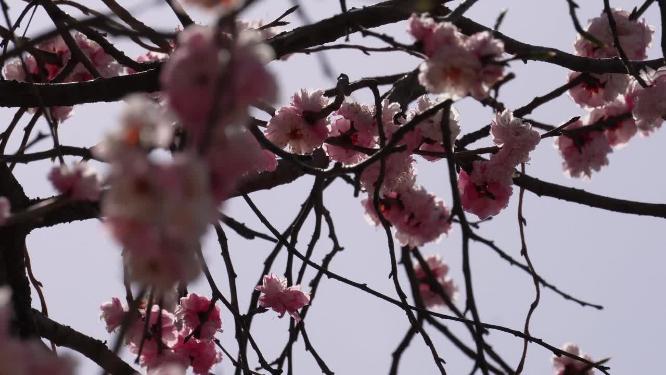 春季花朵鲜花粉色桃花