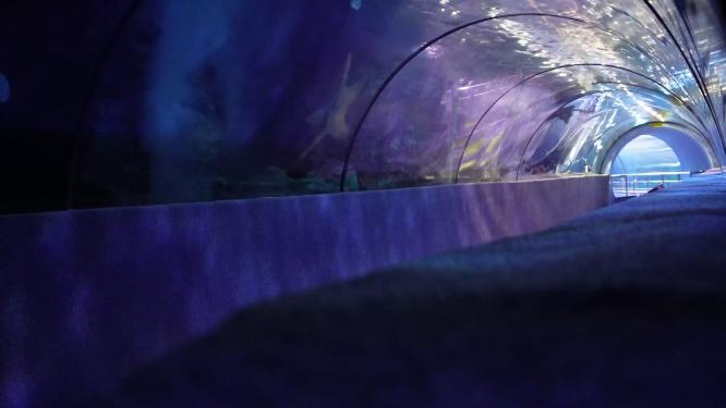 【镜头合集】景点海洋馆的海底隧道