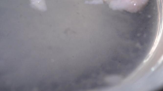 【镜头合集】模拟胃液消化肉类消化系统