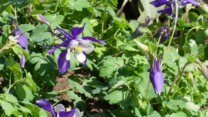 【镜头合集】橘红色野花鲜花开花