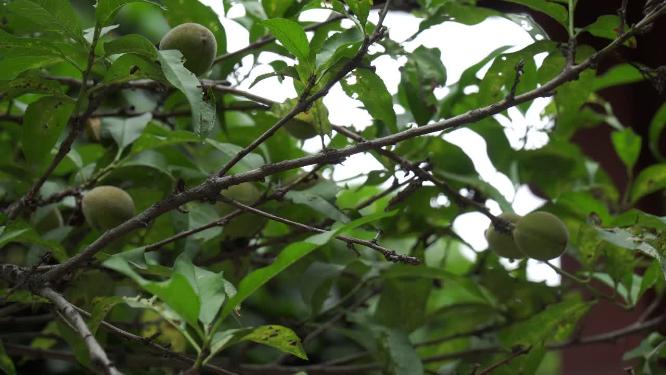 【镜头合集】毛桃核桃果树植物叶子绿叶