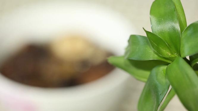 水发香菇蘑菇
