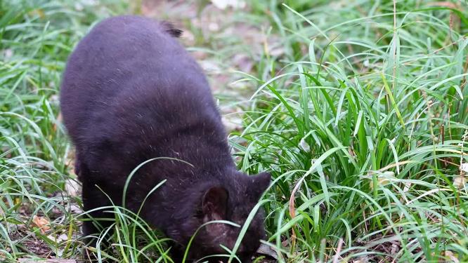 【镜头合集】流浪猫野猫小猫猫咪爱宠人士