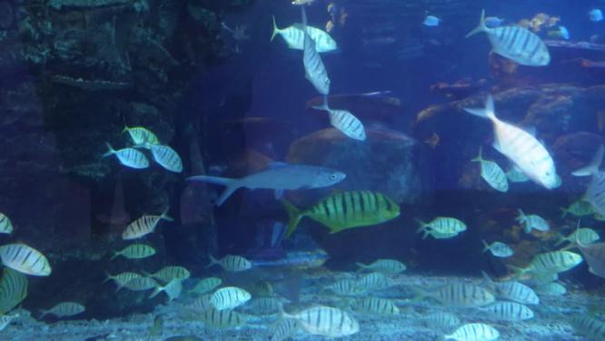 【镜头合集】海底神秘深海世界海洋生物