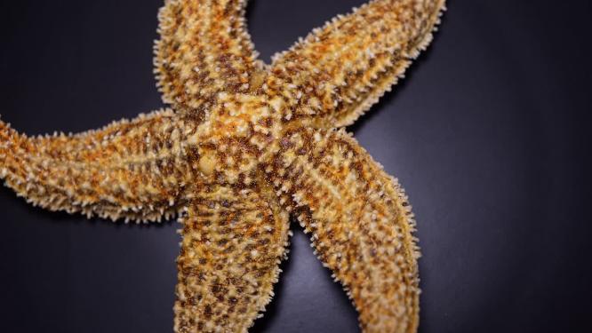 海星干海盘车海星泡酒滋补海产品