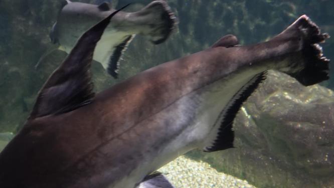 【镜头合集】海洋馆鱼类鲨鱼鲶鱼