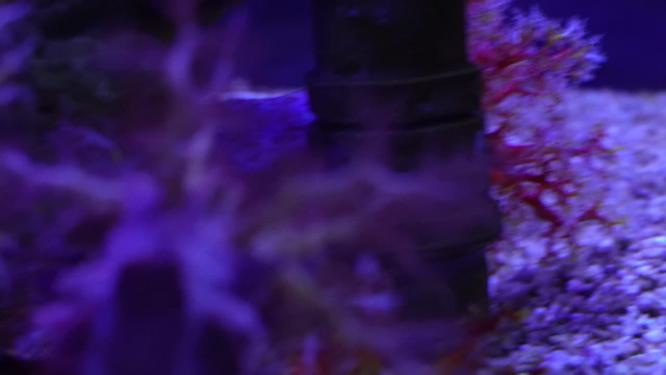 【镜头合集】海苹果海葵触手珊瑚