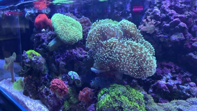 【镜头合集】海葵珊瑚海藻海缸水族深海生物