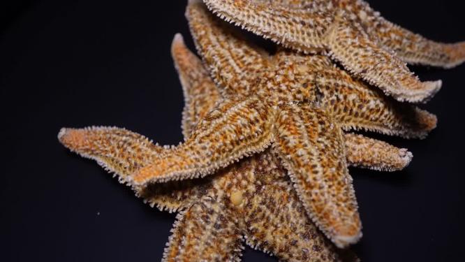 【镜头合集】海鲜泡酒海星干脱水海星