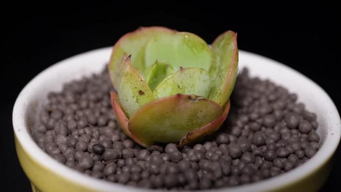 【镜头合集】碧桃多肉植物盆栽绿植