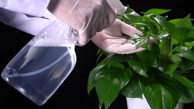 绿化除甲醛绿萝绿叶植物