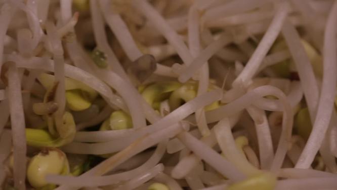 绿豆芽嫩豆芽