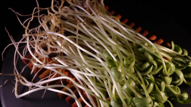 绿豆芽黑豆芽