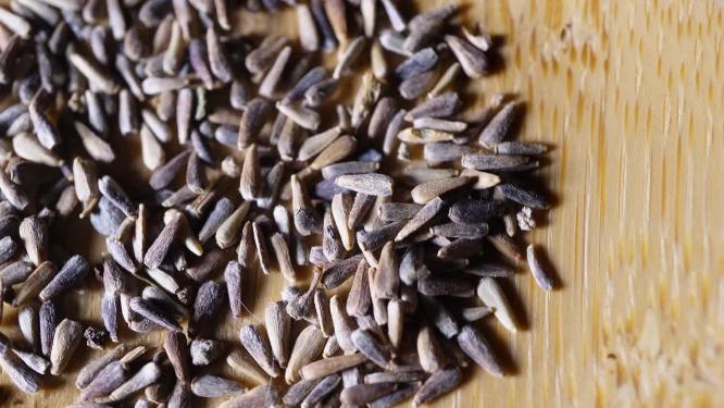 【镜头合集】翠菊种子四季鲜花种子园丁花园植物种植