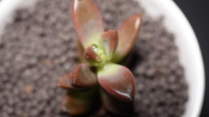 【镜头合集】胧月多肉植物盆栽绿植