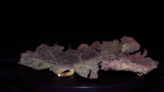 脉络叶脉茎叶树叶标本植物枯叶秋冬凋谢