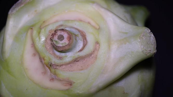 【镜头合集】芥兰头青苤蓝苤蓝疙瘩大头菜腌菜