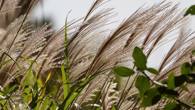 【镜头合集】芦苇茅草植物园大自然
