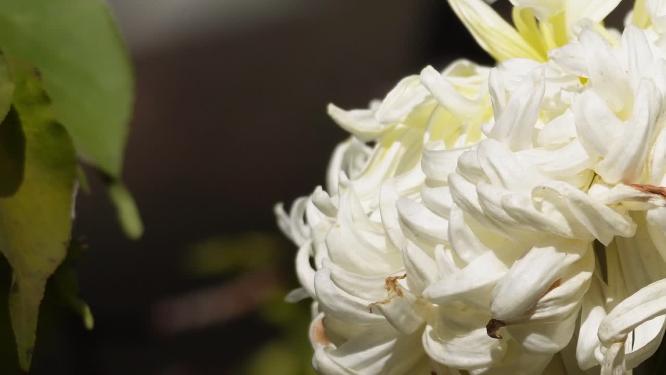 菊花赏菊花展鲜花秋季花卉植物
