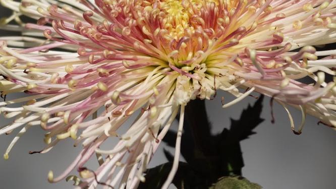 菊花赏菊花展鲜花秋季花卉植物
