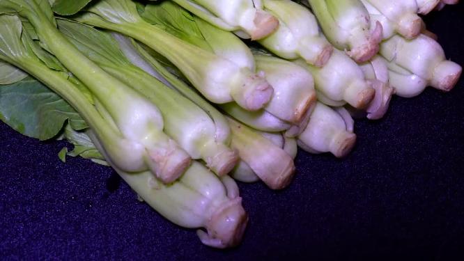 菜心菜苗蔬菜绿叶菜
