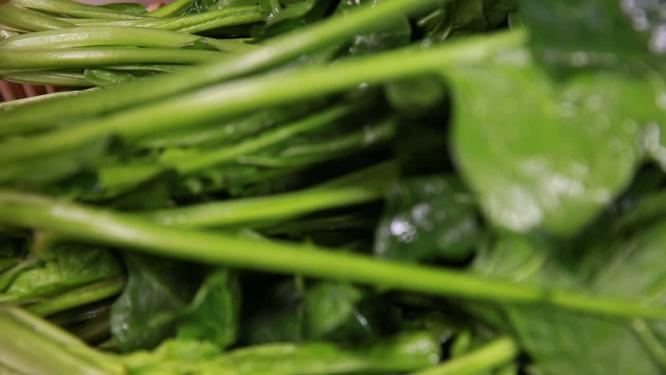 【镜头合集】菠菜青菜菜叶特写叶脉叶绿素