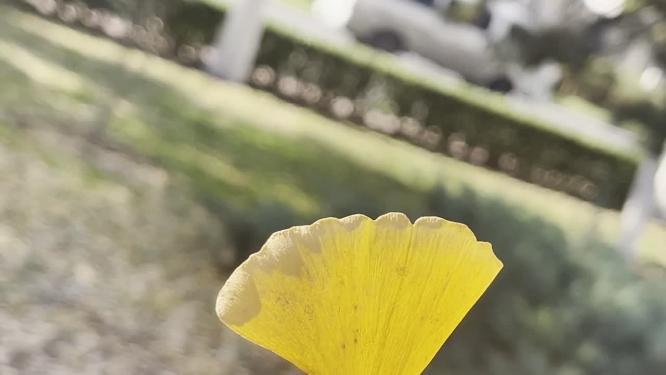 【镜头合集】落叶银杏叶草坪