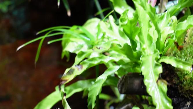 蕨类植物叶子热带雨林生物