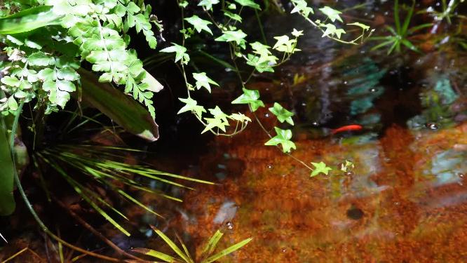 蕨类植物叶子热带雨林生物