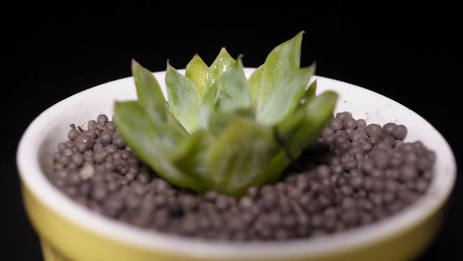 贝瑞杂多肉植物盆栽绿植