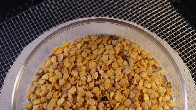 【镜头合集】辣椒线椒朝天椒种子蔬菜种子农作物种菜蔬果种子
