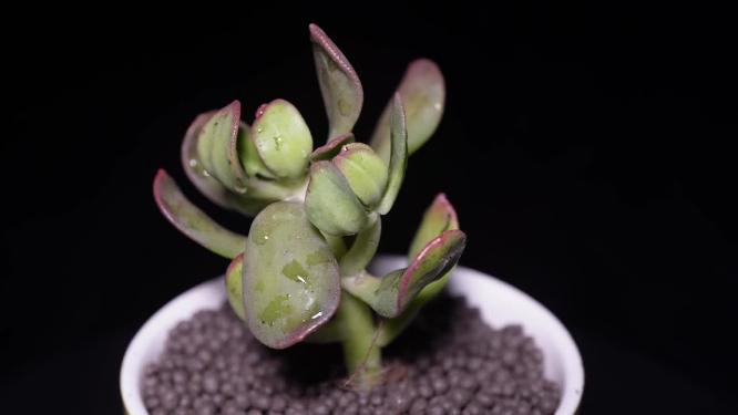 【镜头合集】达摩宝珠多肉植物盆栽绿植