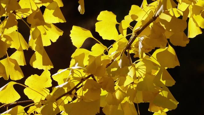【镜头合集】金色银杏树叶叶子植物秋景初秋空镜