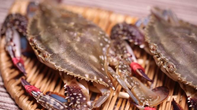 【镜头合集】飞蟹海蟹螃蟹梭子蟹