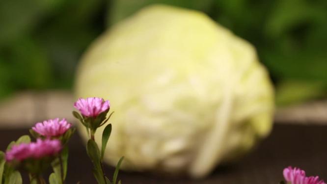 【镜头合集】高丽菜包菜圆白菜