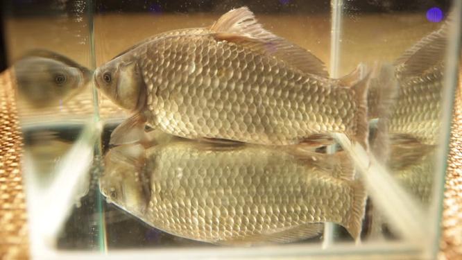 【镜头合集】鲫鱼鱼肉鲜活鲫鱼