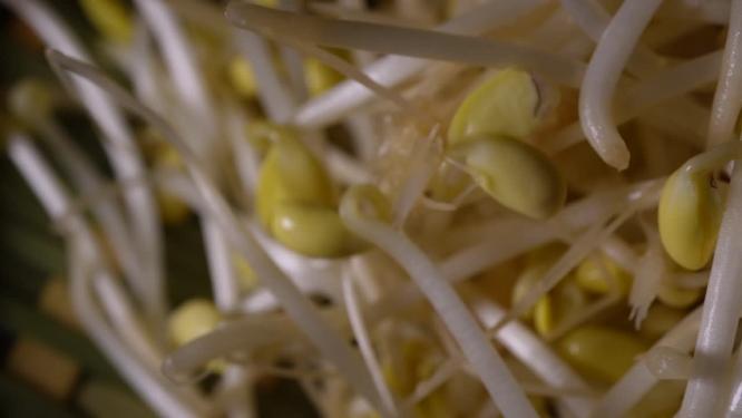 黄豆芽豆芽蔬菜芽苗菜