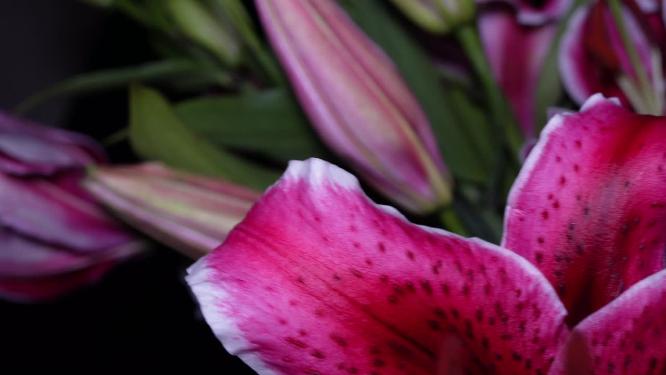 【镜头合集】黑美人百合花鲜花鲜切花花蕊花瓣