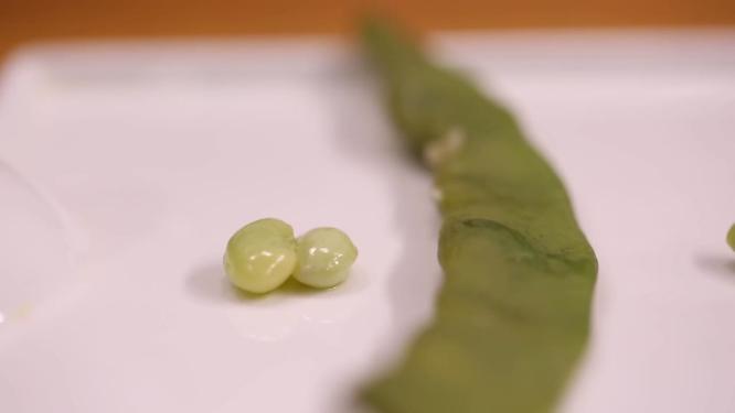 各种豆角标本样本