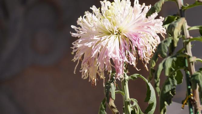 名贵品种菊花鲜花秋季赏花花展