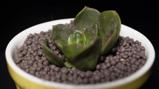 巧克力方砖多肉植物盆栽绿植