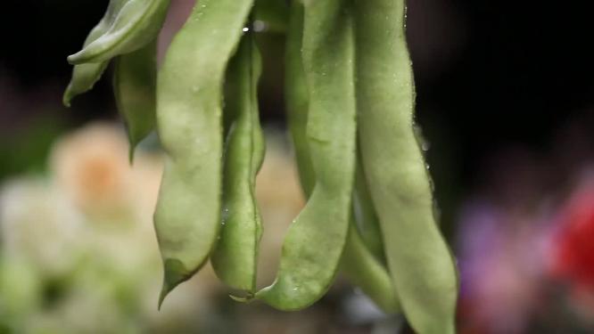 悬挂的扁豆刀豆