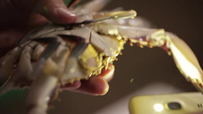 手电筒光照挑选满黄梭子蟹