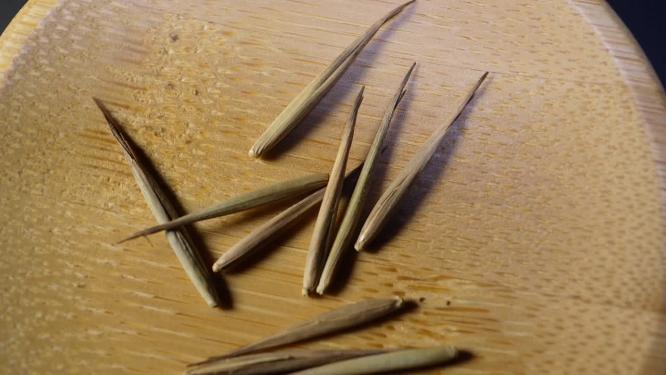 楠竹种子毛竹种子四季鲜花种子园丁花园植物种植