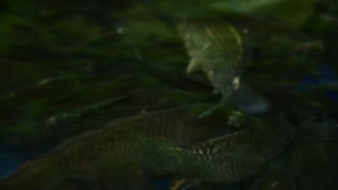 水产市场卖各种小海鲜